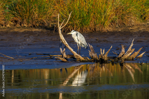 Grey Heron in the Schwenninger Moos: Autumnal Stillness