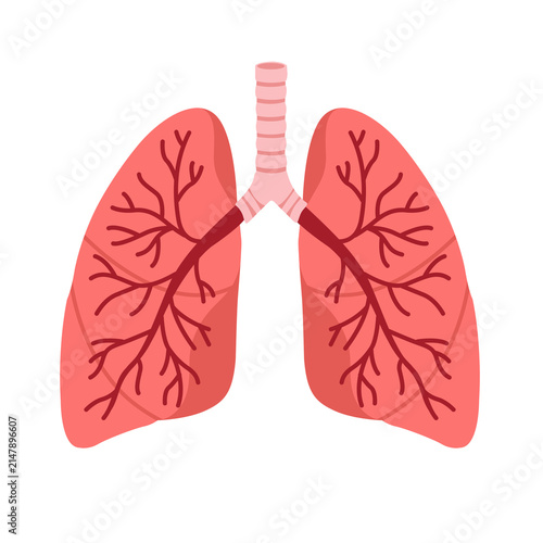 Bild auf Leinwand Healthy human lungs transparent background