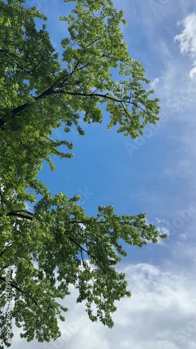 Tree in the wind against sky, vertical video.