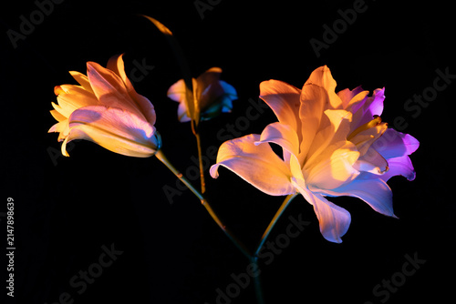 Double lily flowers illuminated with vibrant orange and purple colorful gel lights on black background