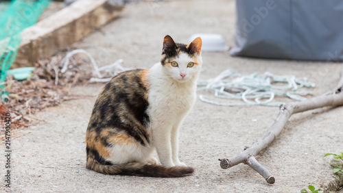 Calico Stray Cat Sitting and Looking at Camera Outdoors