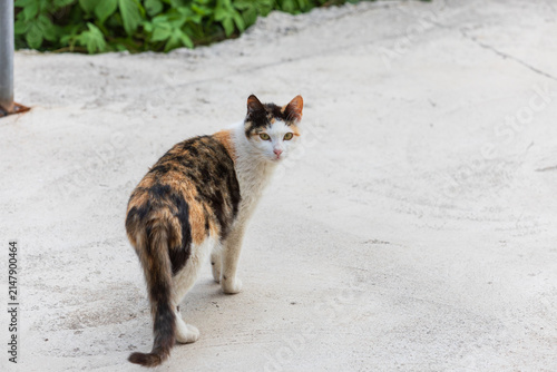 Calico Stray Cat Standing and Looking Back at Camera