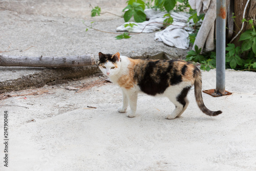 Calico Stray Cat Standing Sideways and Looking at Camera