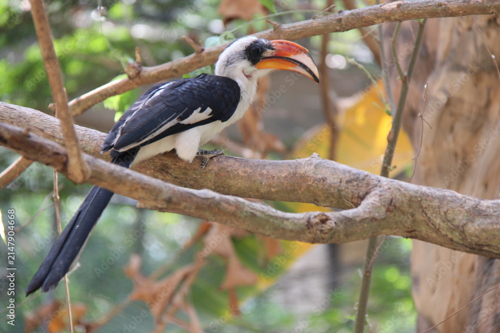 Obraz premium toucan (?) in a zoo in chiang mai in thailand
