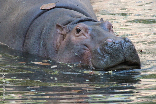 Cuadro en lienzo hippopotamus in a zoo in chiang mai in thailand