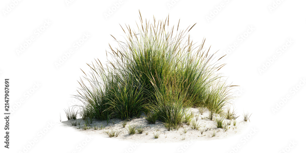 Fototapeta premium Lush green dune grass growing on white beach sand isolated on a black background