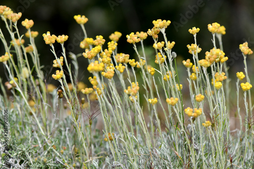 Quadro su tela A horizontal view of bright yellow curry plant (Helichrysum italicum / Helichrysum stoechas) flower heads blooming atop slender, silvery-green stems outdoors