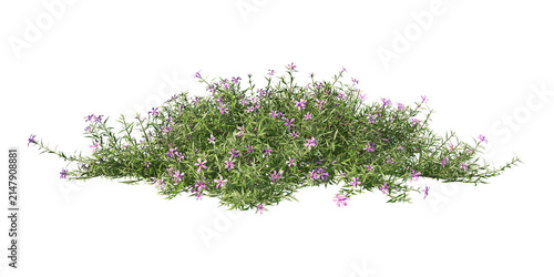 Low creeping phlox flowering shrub with small purple blossoms isolated on black background for graphic compositing