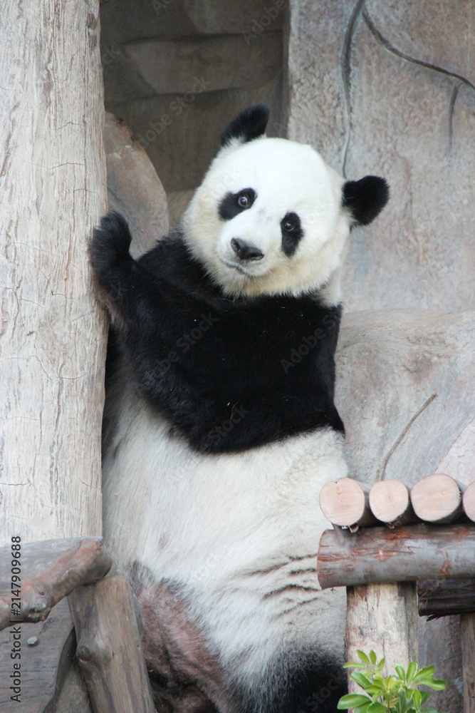 Naklejka premium giant panda in a zoo in chiang mai in thailand 