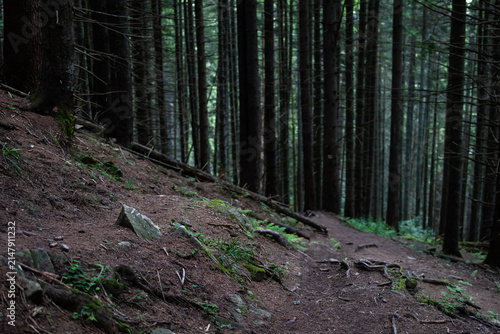 Cuadro en lienzo Steep forest trail cuts along a hillside strewn with roots and stones