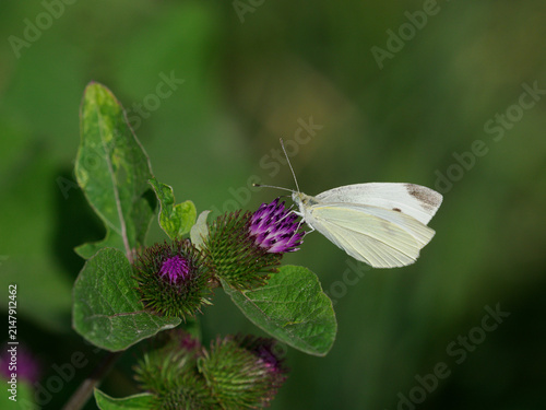 Konstfotografi Kleiner Kohlweißling