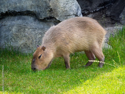 Foto A capybara grazes in a meadow near a rocky wall