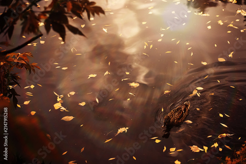 Canvas Print Beautiful Nature Autumn landscape