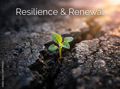Green plant sprout growing from crack in dry land for resilience concept