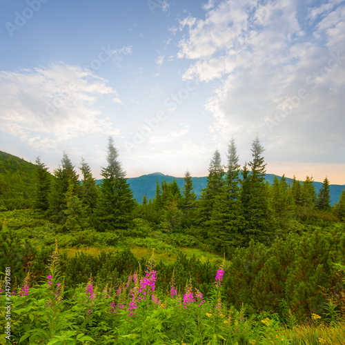 Foto green mountain valley covered by a forest, mountain travel landscape