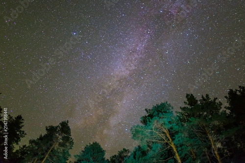 pine tree forest silhouette under a night starry sky, beautiful night outdoor scene