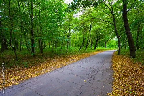ground road covered by the red dry leaves among the forest