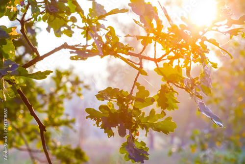 closeup green oak tree branch in light of morning sun