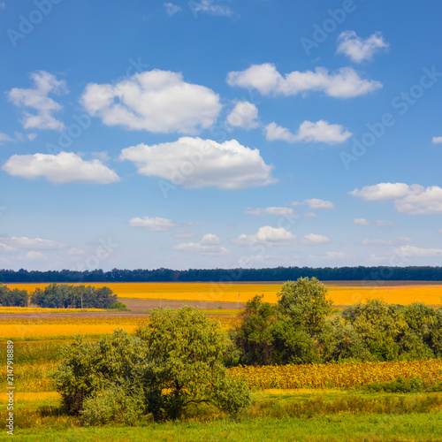 wide rural field under a blue cloudy sky