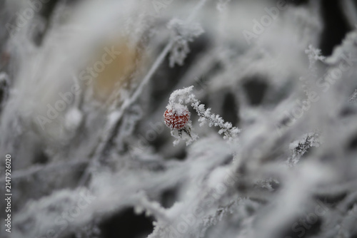 White snow on a bare tree branches on a frosty winter day, close up. Natural background. Selective botanical background.