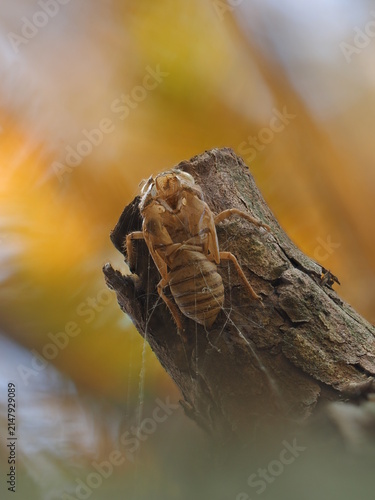 Cuadro en lienzo The shell of a Chinese cicada