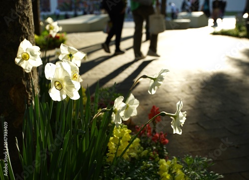 White Daffodils Backlit by Evening Light, Standing Quietly as People Pass by on a Urban Walkway