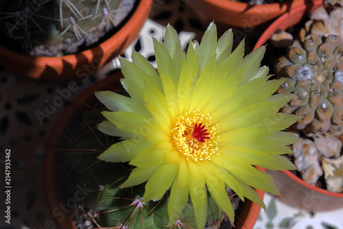 cactus flower in a pot	