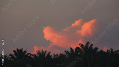 Foto Tropical Sunset with Pink Glowing Clouds and Palm Tree Silhouette