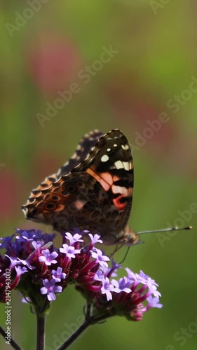 Butterfly on purple flower. Macro close-up of insects in nature.. Vertical design in 9:16 ratio. Smartphone and social media ready.