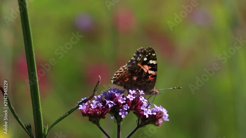Butterfly on purple flower. Macro close-up of insects in nature.