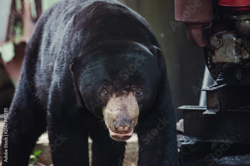 Konstfotografi Front view of Sun Bear standing beside rusty generator machine, animal intruding