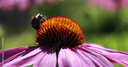 Bee on purple flower. Macro close-up of insects in nature.