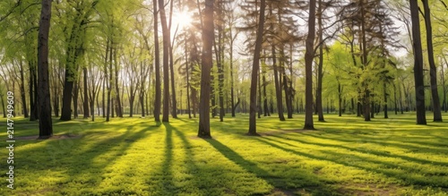 Sunlight Filtering Through Trees in Green Park