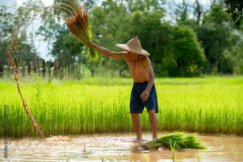 Asian farmer shaking dirt off rice seedlings preparing for planting in green paddy field, Thailand.