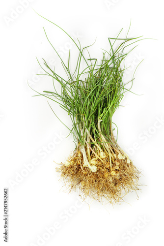 Konstfotografi Fresh Wild Green Onions with Rootlets Isolated on White Background