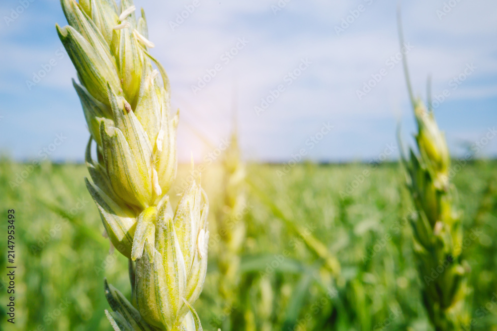 Obraz premium Closeup green wheat ear in sunlight agricultural field for background and banner design showing summer crop and farming landscape