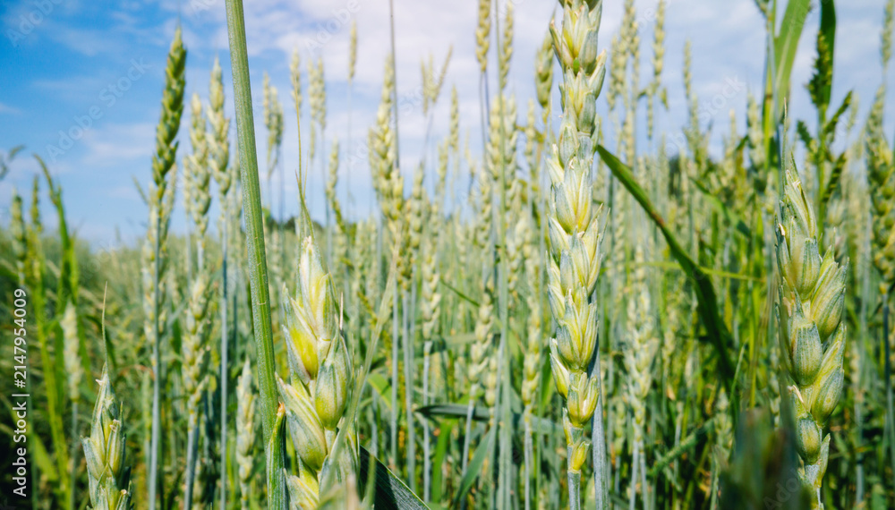 Obraz premium Closeup green wheat stalks in field under blue sky for agricultural background and natural landscape