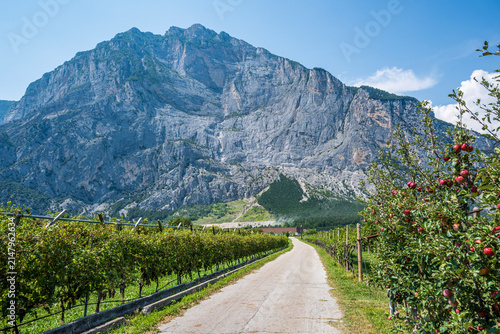 Ciclabile del Sarca, Trentino, tra i vigneti