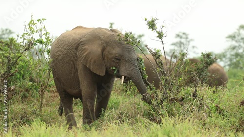 An young African elephant standing while feeding on fresh, green grass in Kruger National Park while the herd is walking in the background, South Africa.