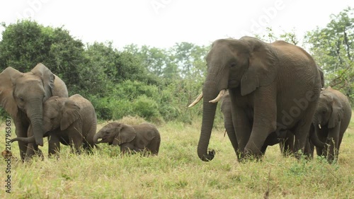 A cute elephant calf walks away from its mother towards its older siblings while the herd is moving through the lush, green grass in Kruger National Park, South Africa.