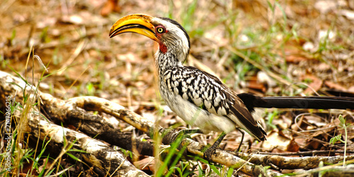 vogel in krüger nationalpark
