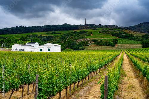 wine from South Africa