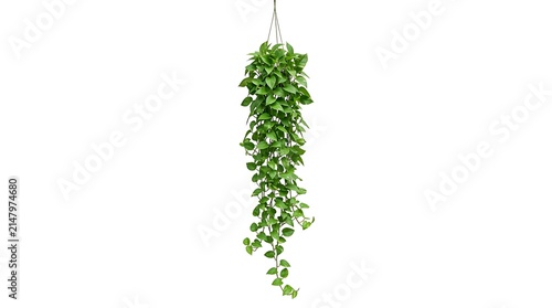 Artificial Pothos Plant Hanging in Pot Isolated on White Background.