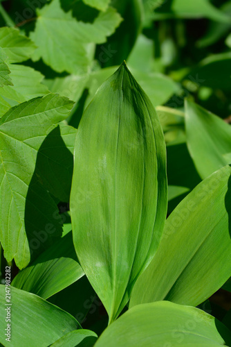 A broad green leaf of a lily of the valley plant grows surrounded by fresh spring foliage in a shaded garden bed - latin name - Convallaria majalis