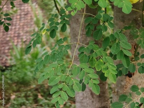 Foto Moringa leaves (*Moringa oleifera*) are rich in antioxidants, vitamin C, iron, and protein