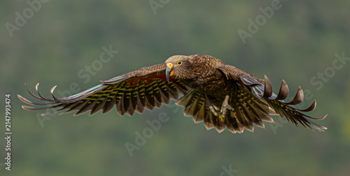 Cuadro en lienzo Kea, Nestor notabilis, im Flug mit voll ausgebreiteten Fluegeln, Frontalansicht,
