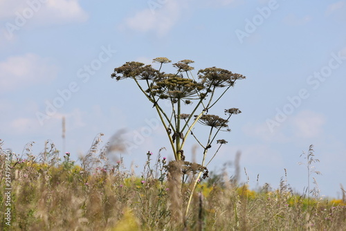 Obraz na płótnie Tall hogweed plant growing in a meadow against the sky