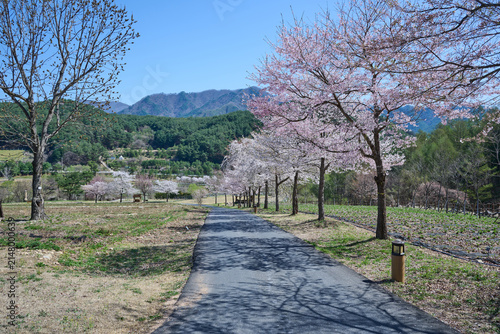 Cherry blossom trees along a peaceful rural road with mountains and clear blue sky in spring