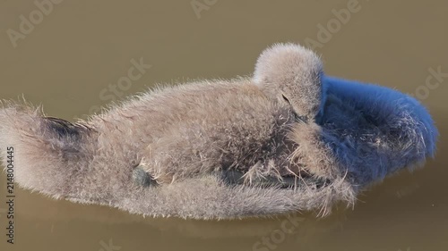 Peaceful cygnet resting on calm water with its head tucked under its wing. Serene wildlife scene of a young swan sleeping peacefully on a quiet lake.