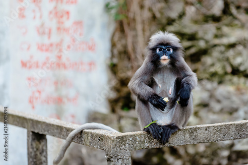 Photography Dusky leaf monkey sitting on railing eating food